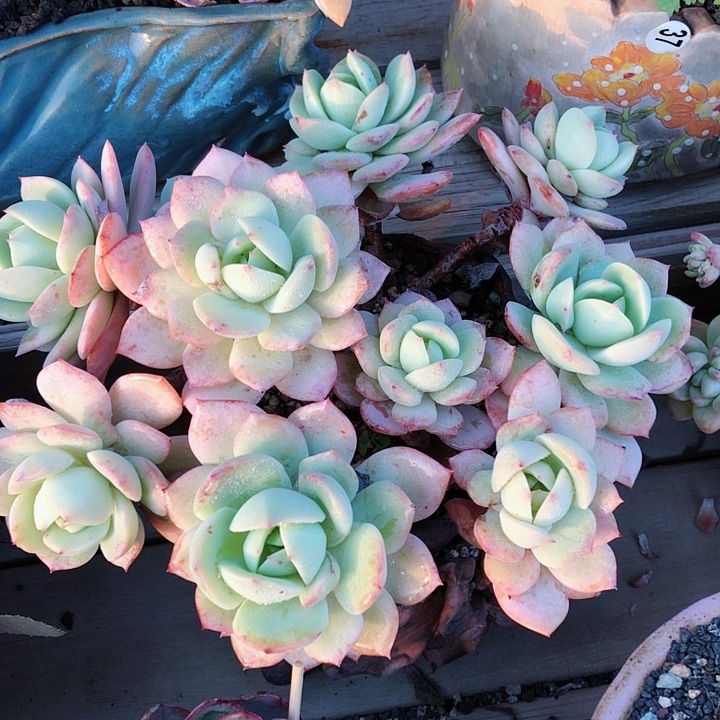 【闪购商品】华****金华轩恋曲