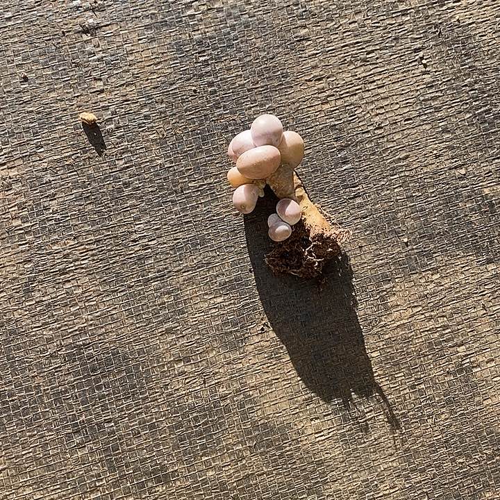 胭脂精品多肉桃蛋