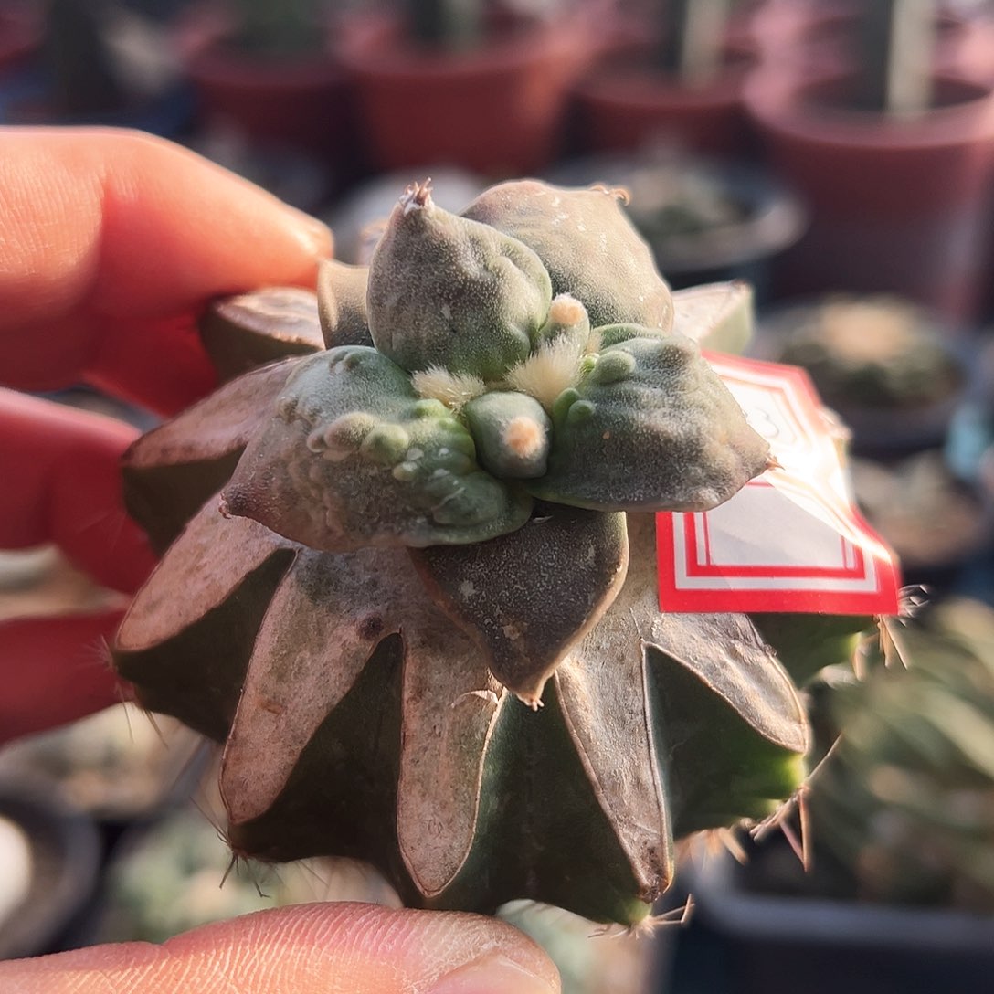 923好怒涛新年快乐mm