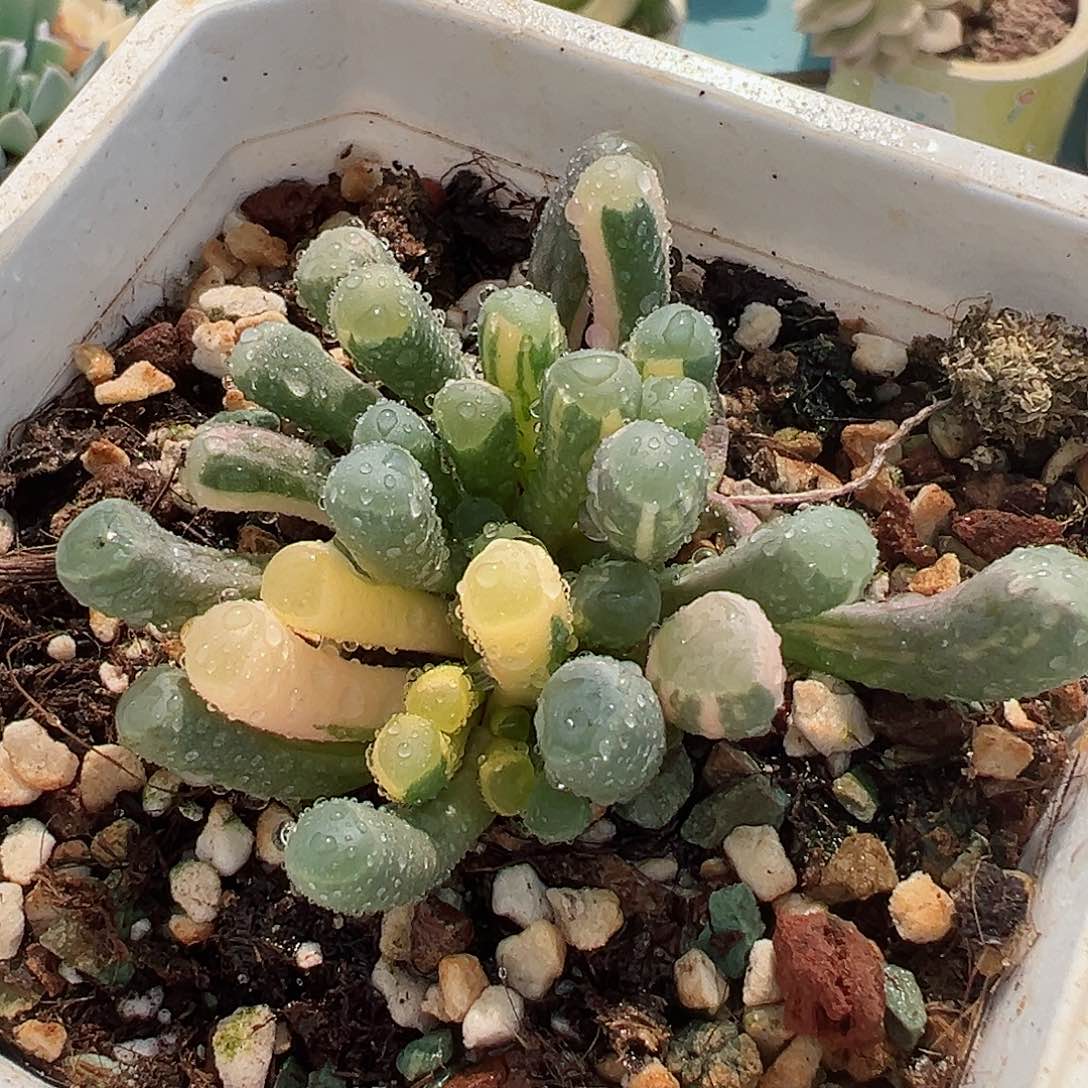 五十铃玉锦，拉丝锦