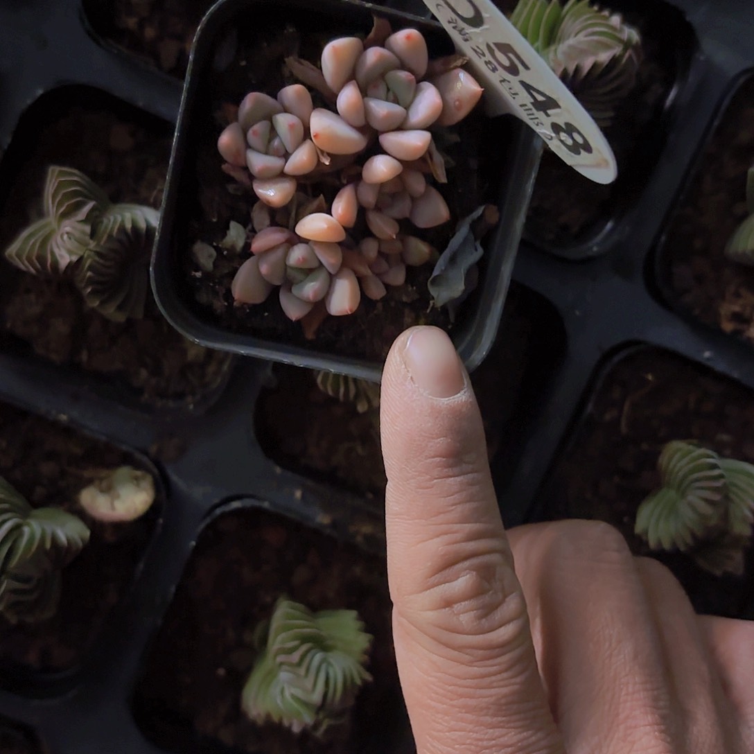 D548红粉佳人一物一拍