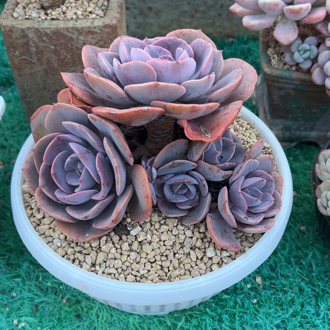 尘埃玫瑰，，，，，，，，，，，，