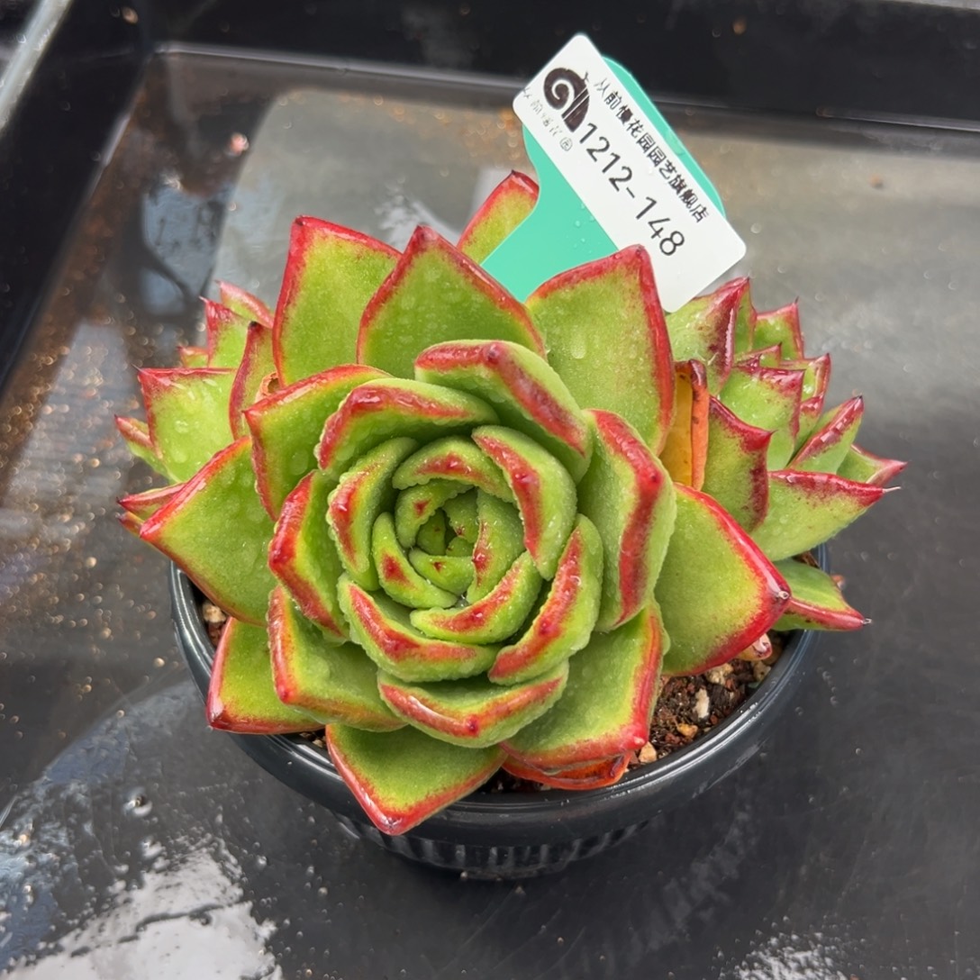 从前慢花园多肉编号1212-148