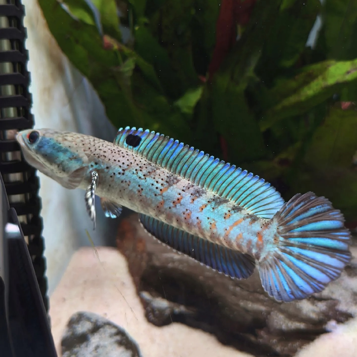 幻彩红宝石雷龙鱼