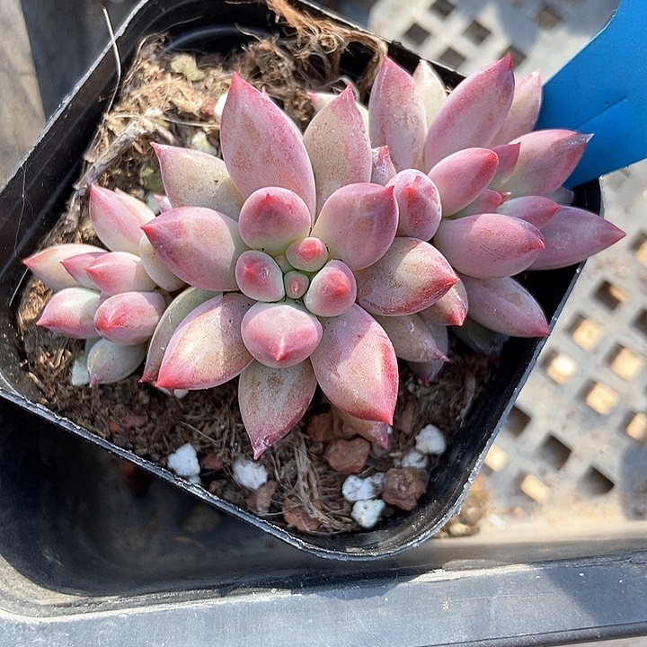 多肉植物680多肉