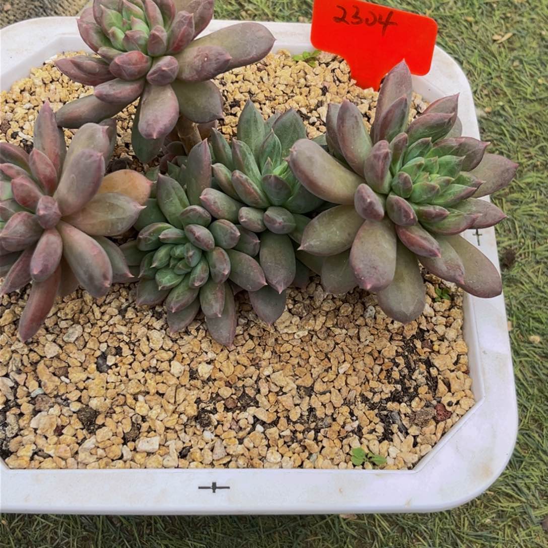 2304下午多肉植物群生