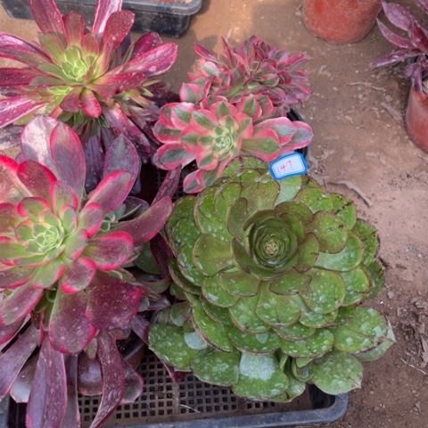 147多肉植物组合