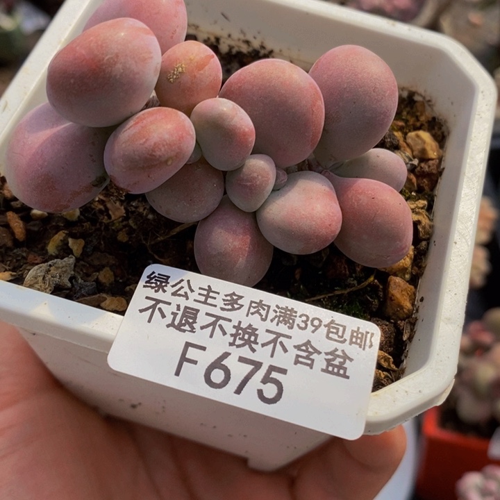 腰子桃蛋7cm675多肉植物