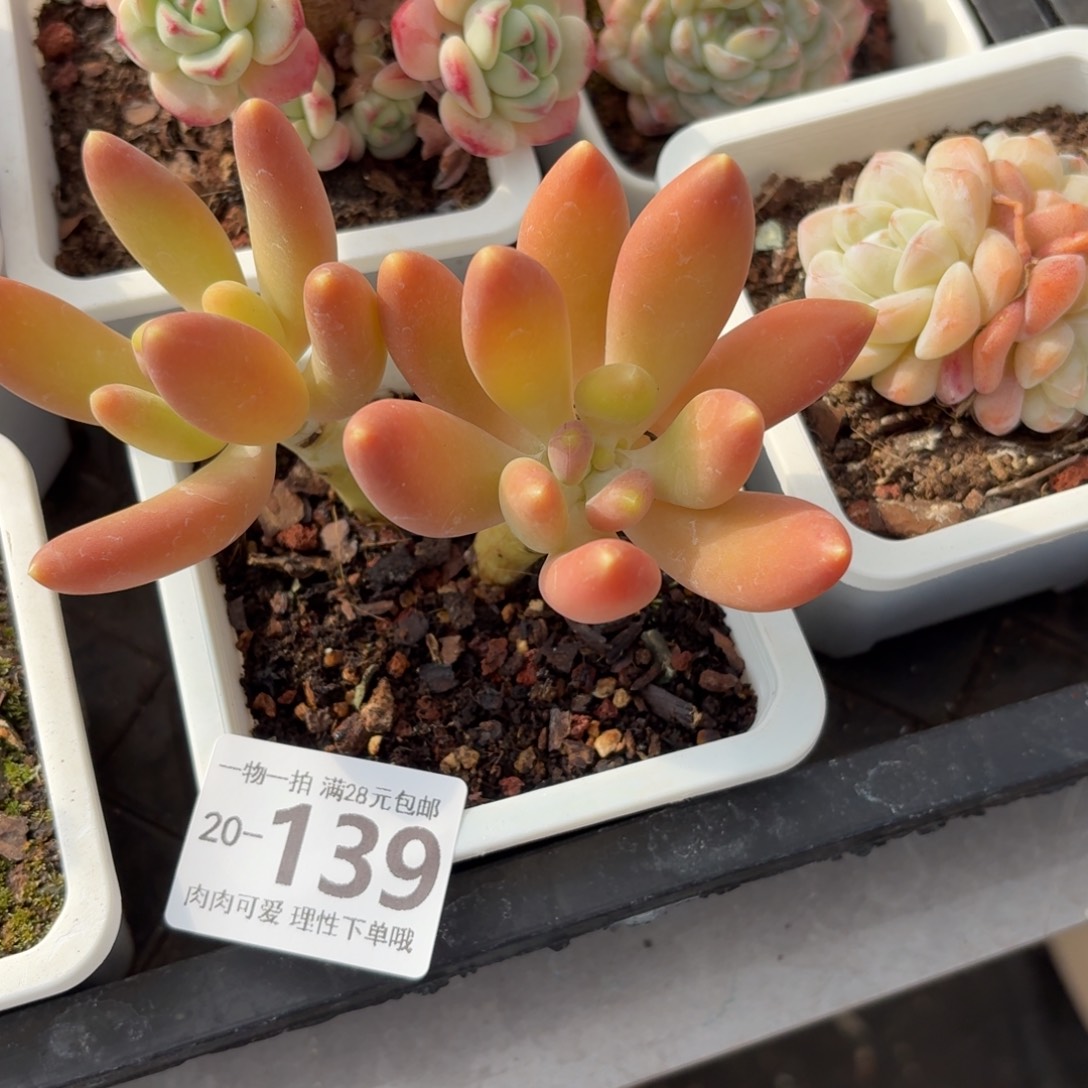 金蝉无盆土发货无盆