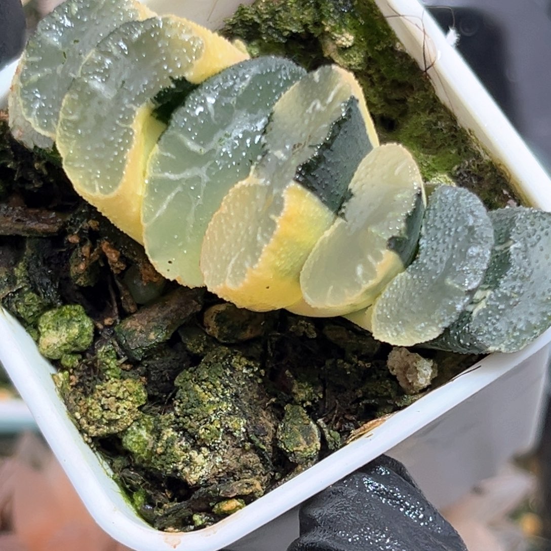 永***愛恭喜发财大吉大利625