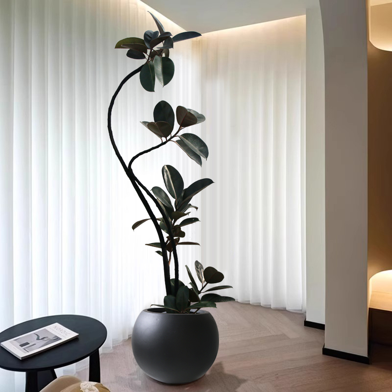 （一物一拍）造型黑金刚大型盆栽鲜活绿观叶植物室内四季网红橡皮树