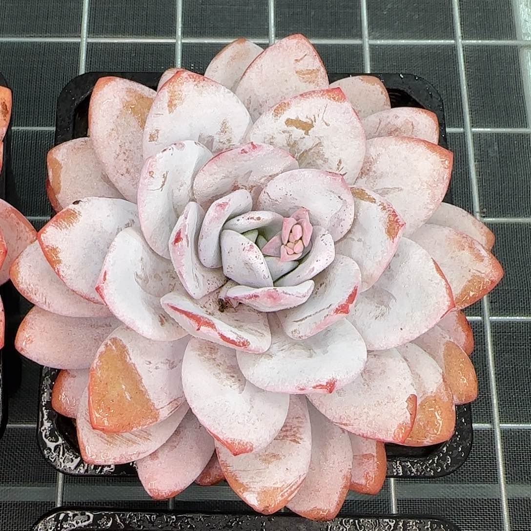 从前慢花园精选雪莲