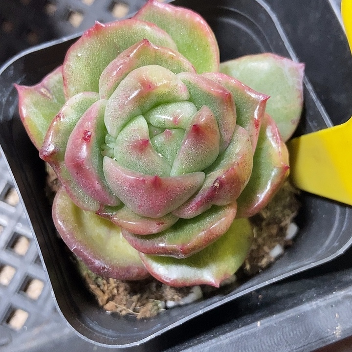 多肉植物白玫瑰石化939fuor