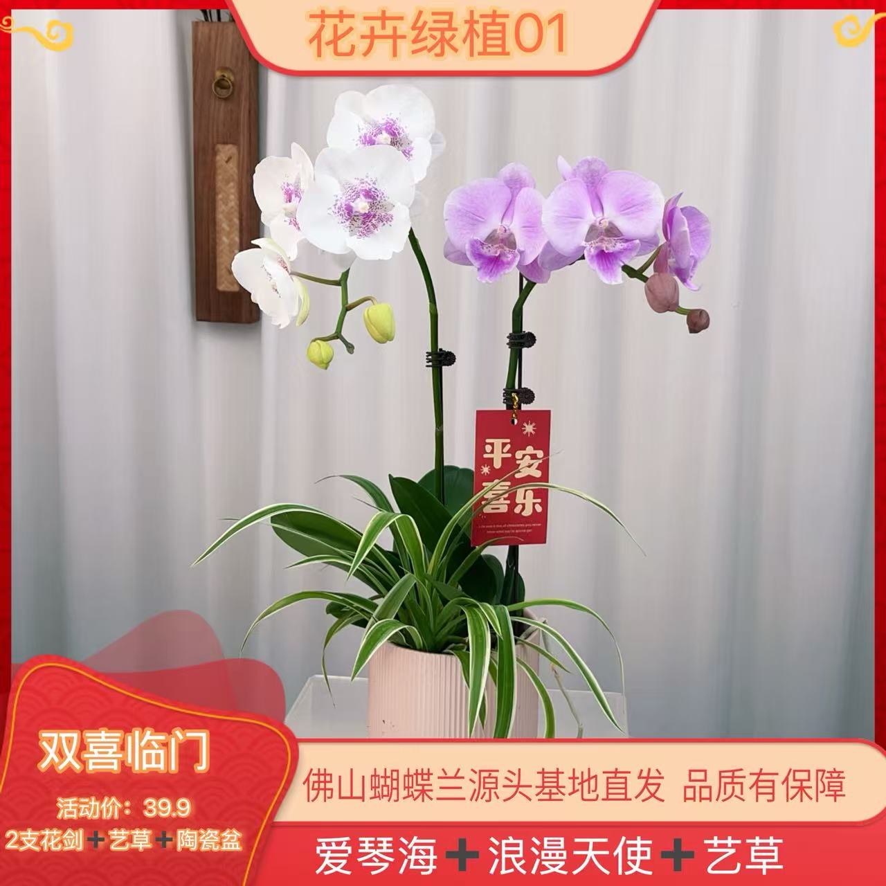 【双喜01】精美蝴蝶兰室内花卉盆栽