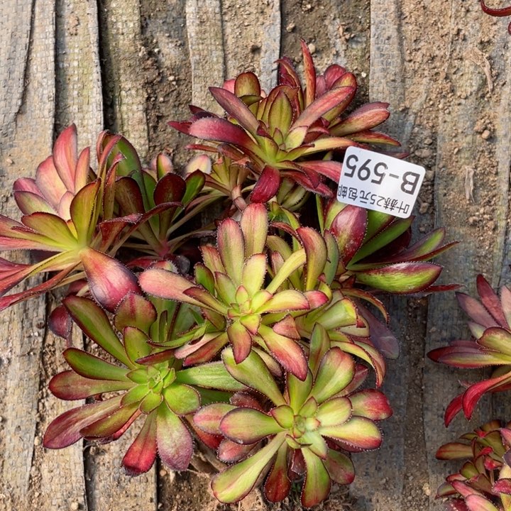 595魅力有砍多肉12345678