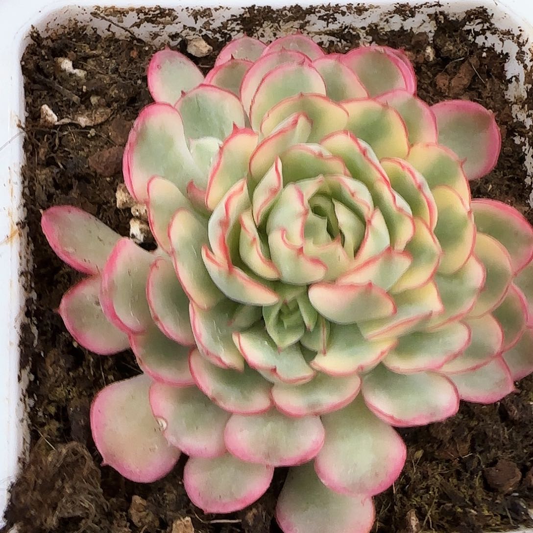 梦幻玫瑰群锦多肉