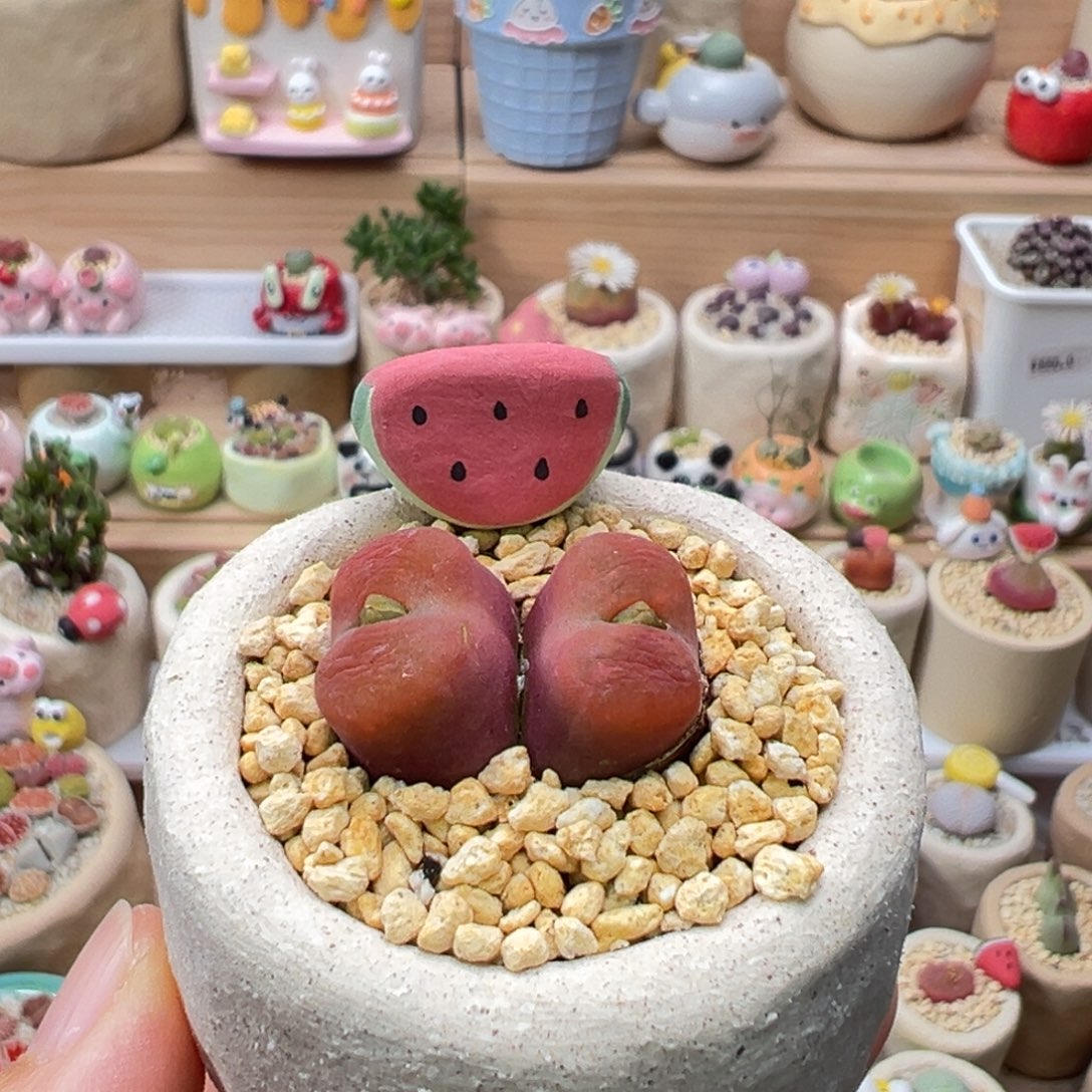 多肉植物105号水蜜桃