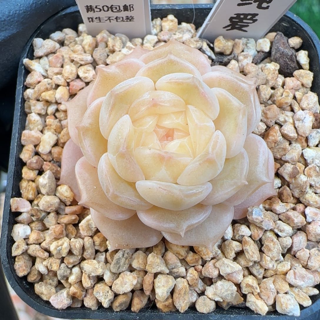 030 纯爱   5厘米盆