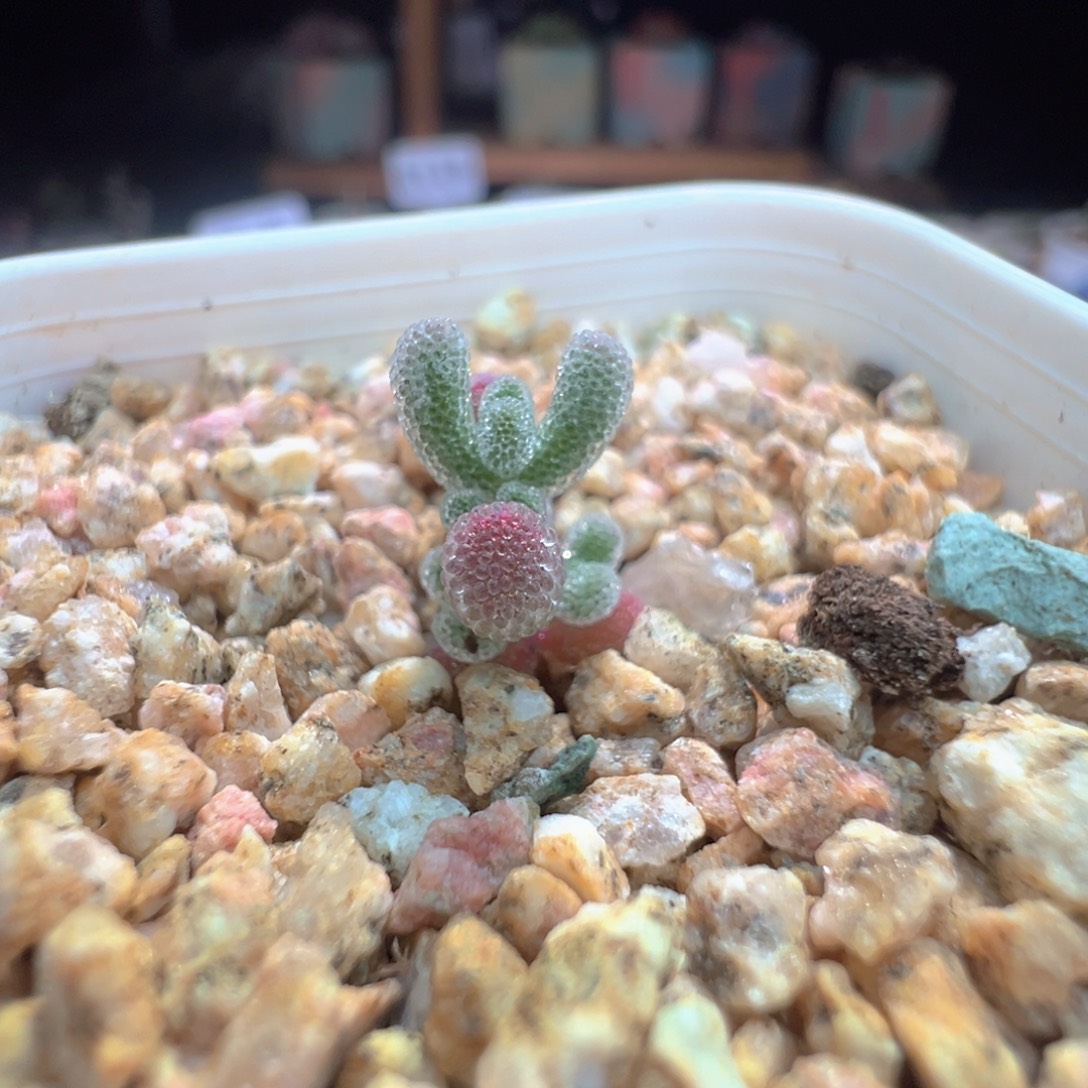 尺寸小，927实生粉冰晶，拍下不退不换