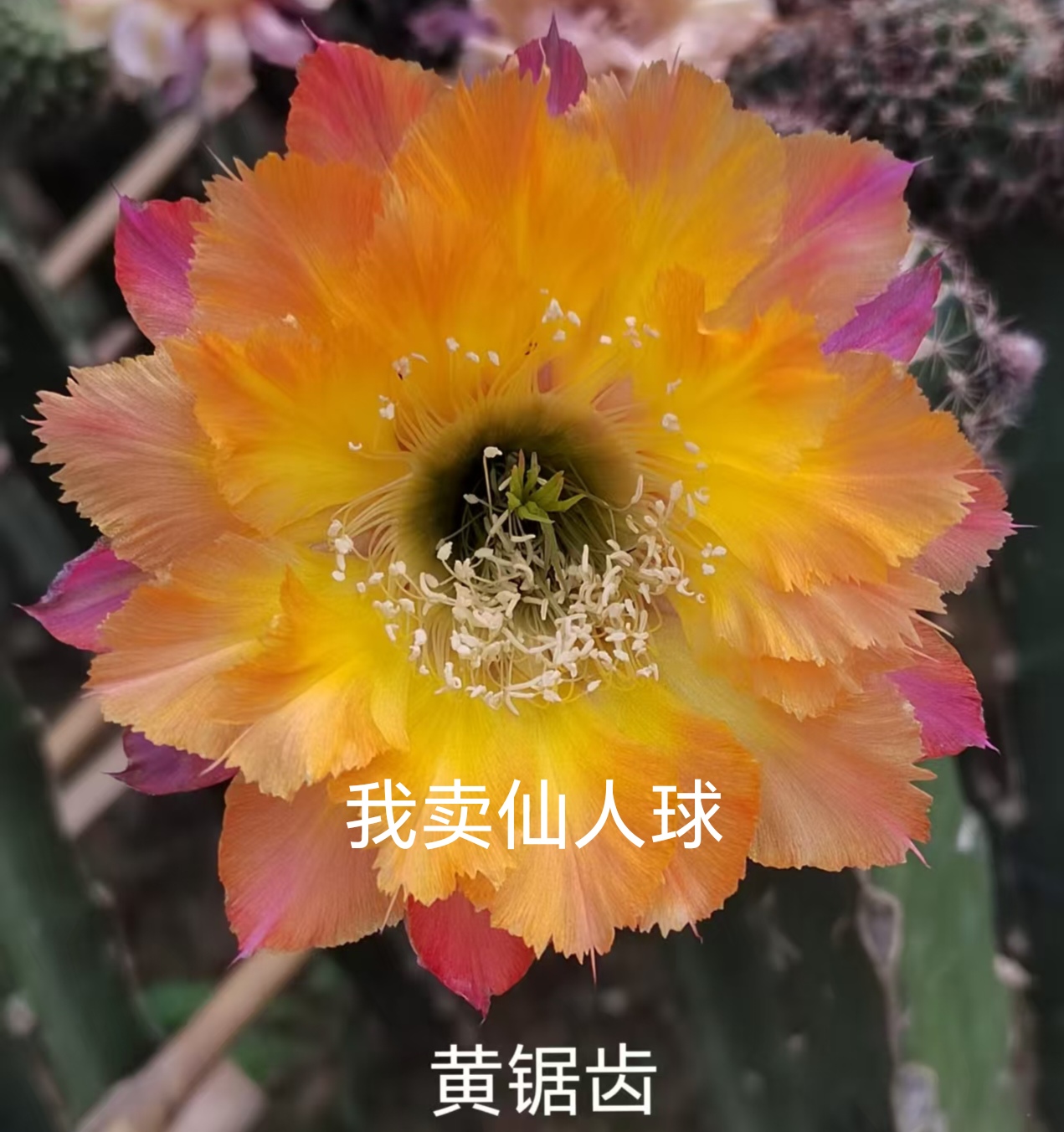 彩草黄锯齿侧芽  满28包邮非偏远