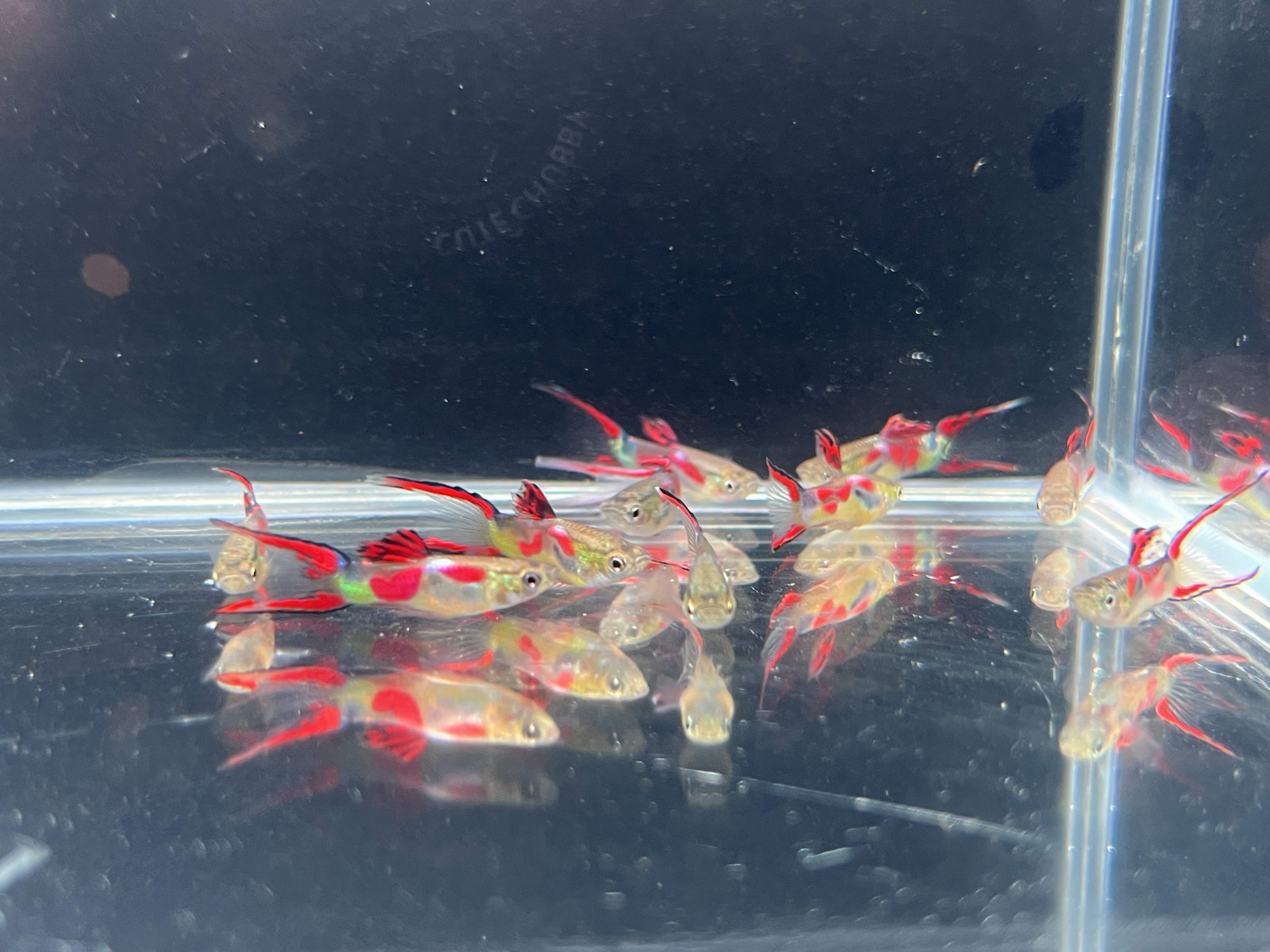 纯种孔雀鱼安哥拉斯双剑种公体长2.5-3cm热带淡水鱼5-6个月鱼龄