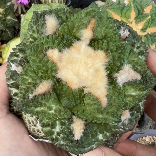 福利落地大哥斯拉2089