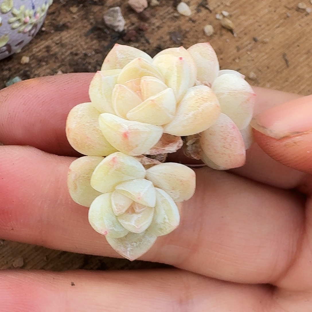 宝*呀宝专拍拇指冰玉肉肉