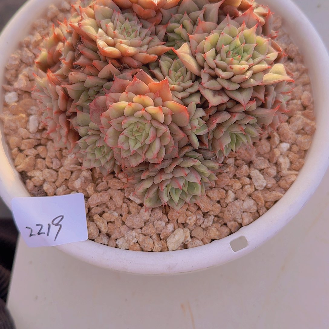 侯***22219杂交多肉植物