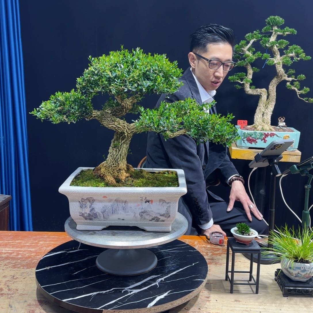 黄杨室内室外盆景艺术