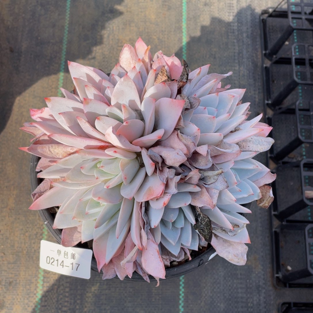 0214-17-白莲9  头。。。。。