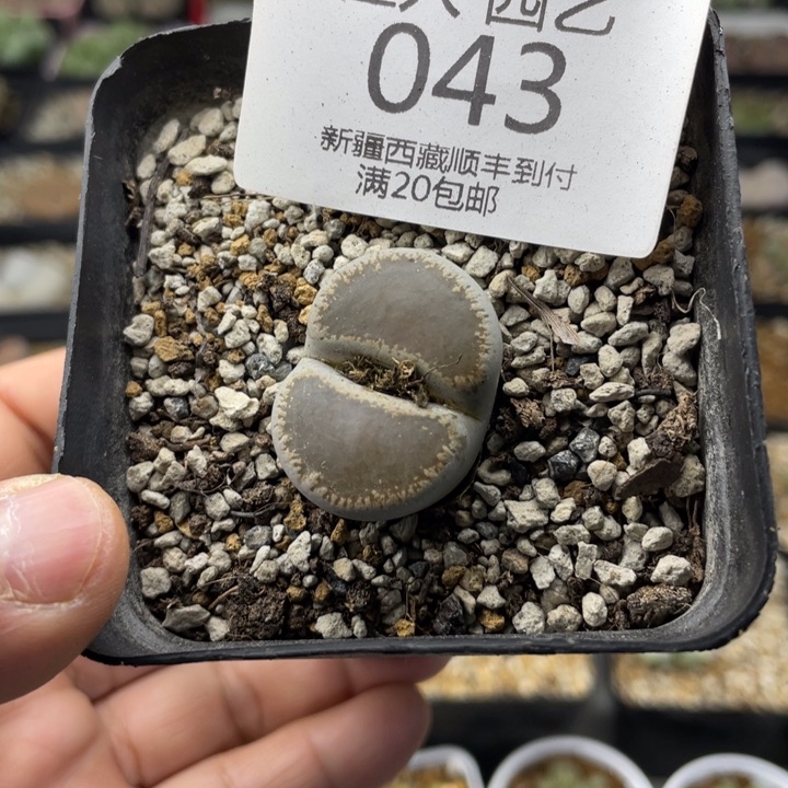 佳人园艺老周上新年福利啦和田043