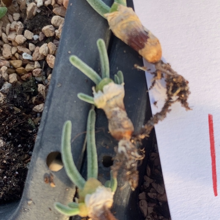 1566碧光环兔子一组