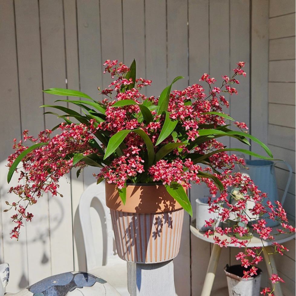 精品超大盆110规格满堂红3-6花剑文心兰到手一盆绿植