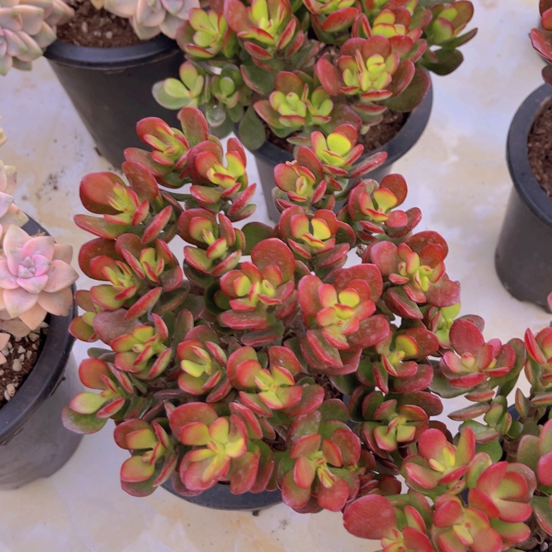 摇钱树1颗带盆1颗