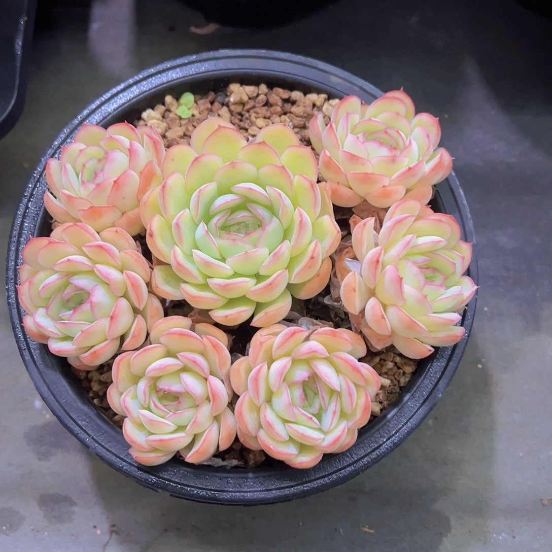 知**已草莓冰，带盆发货，