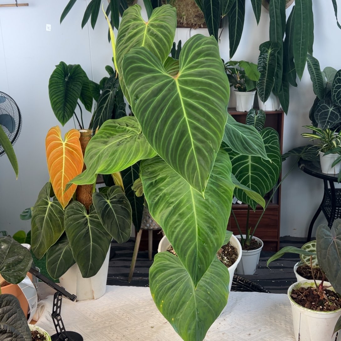 完全开放双株上柱灿烂（黑金杂南美荧光）整高83