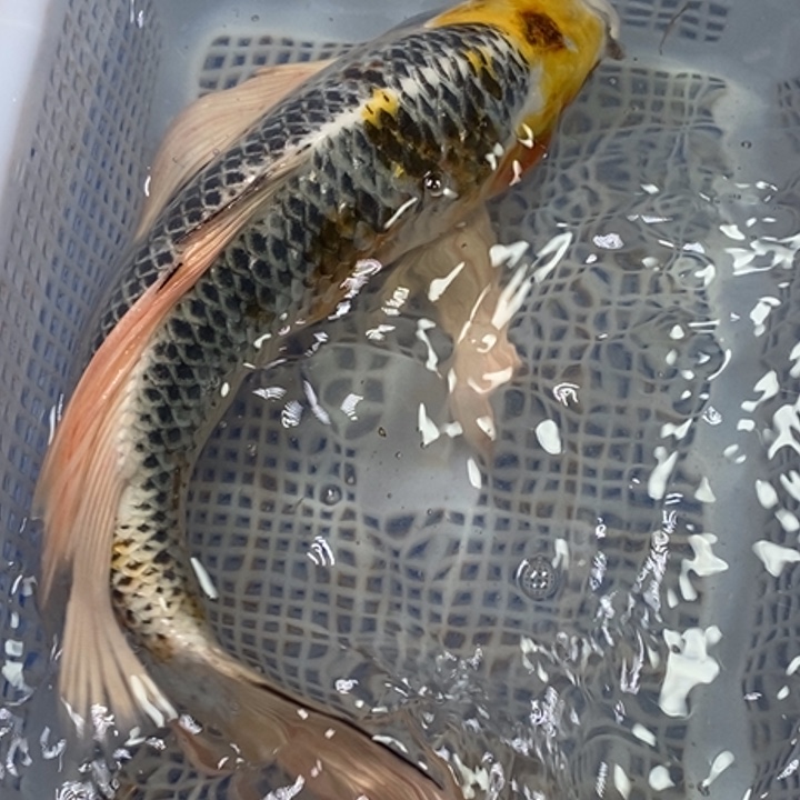 锦鲤锦鲤（无开箱视频不售后）