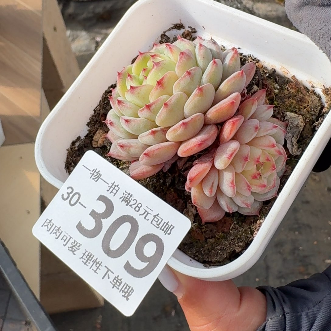 白胖子无盆土发货无盆