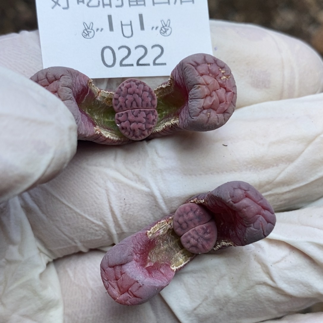 0222。零下拍保温。