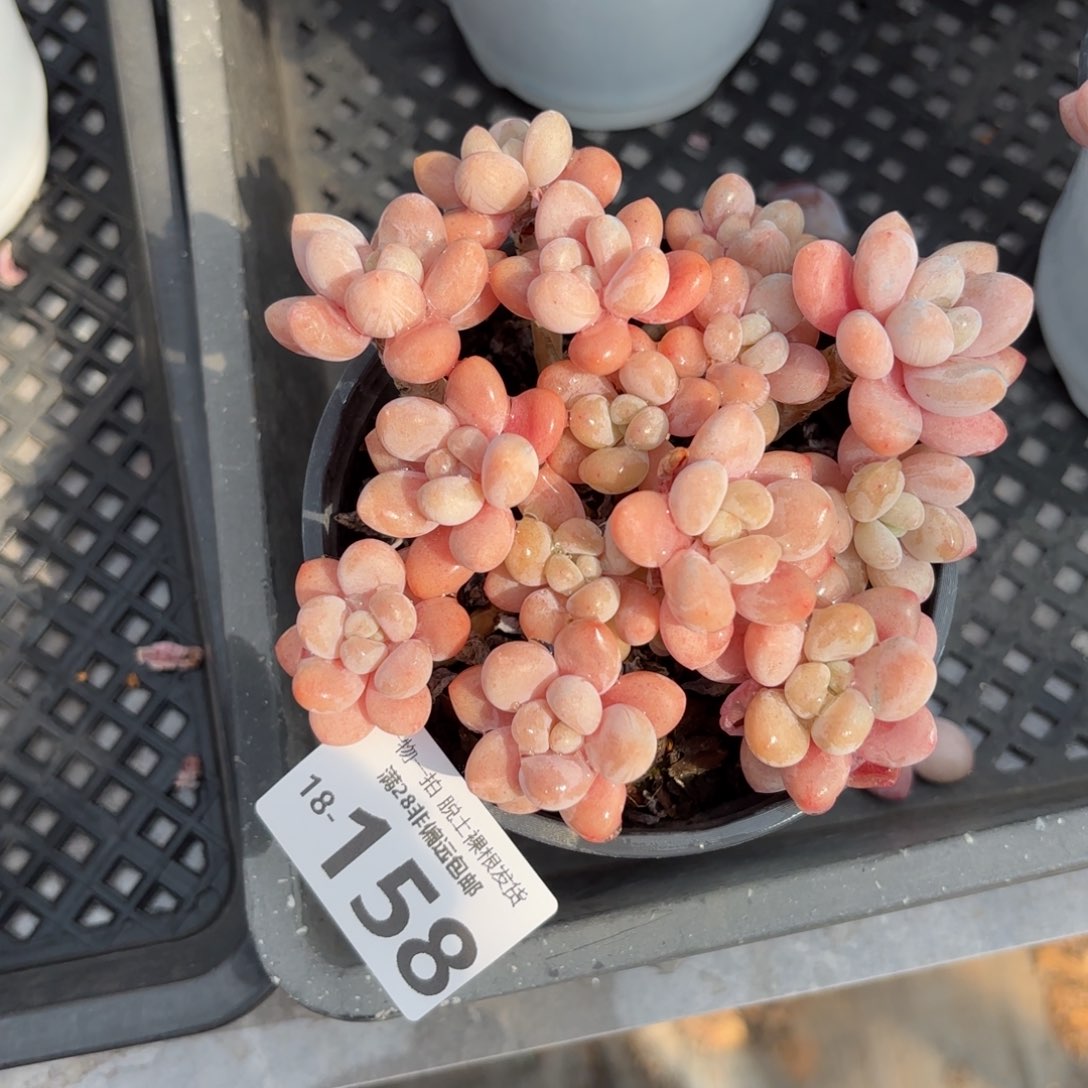 韩系鱼子酱老桩多肉多肉