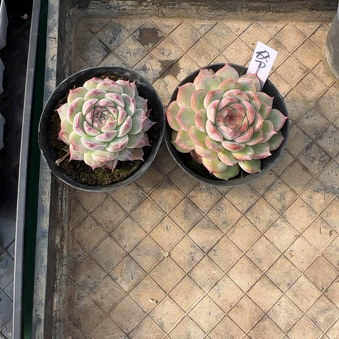 ‖***℡2颗寄养。        