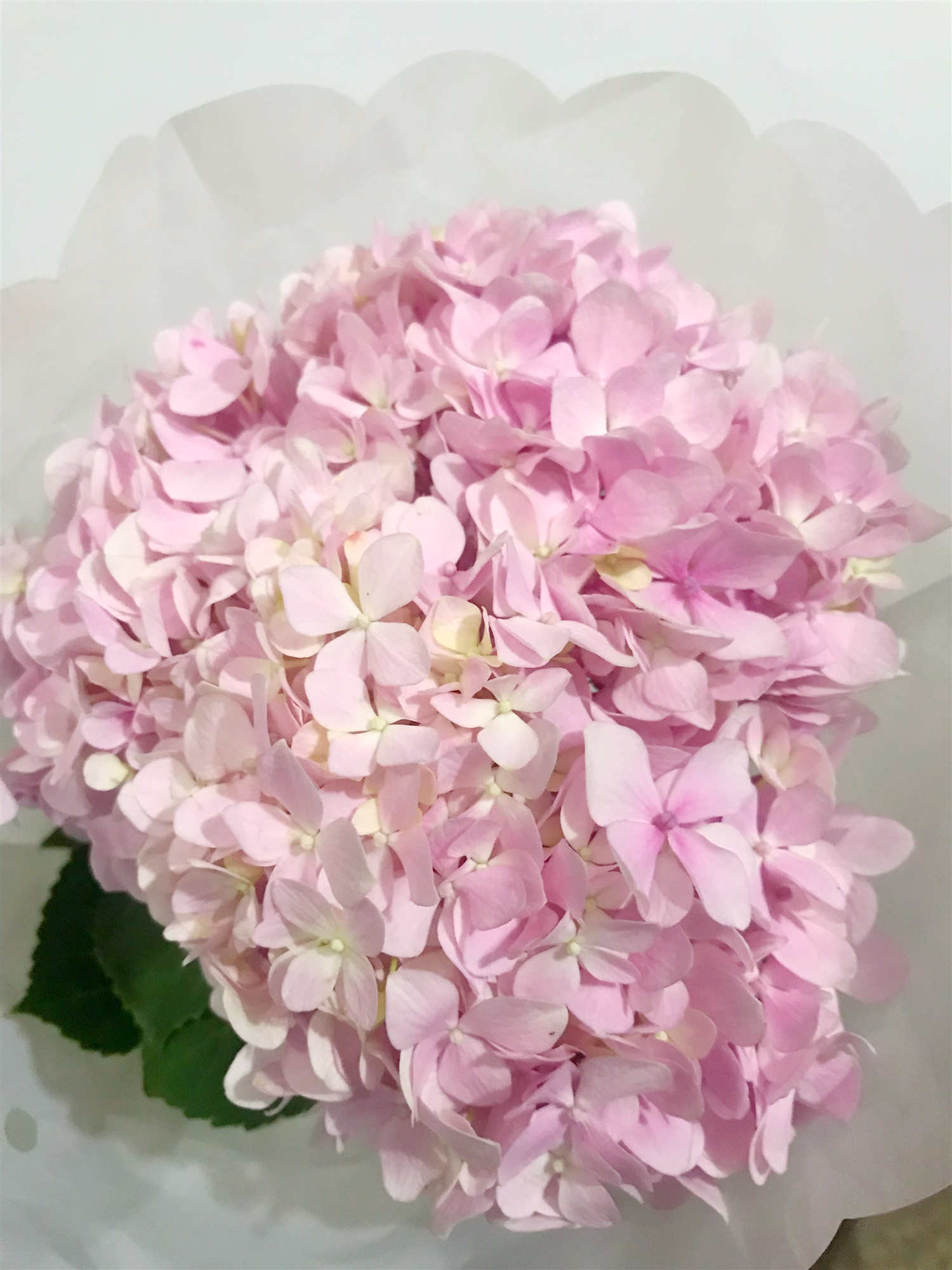 套餐41 粉色绣球一支+梦幻芭比泡泡3支+洋甘菊一小把