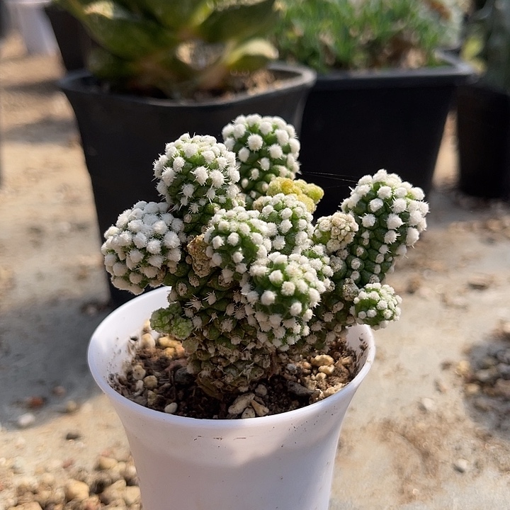 无花朵明日香姬一物一拍