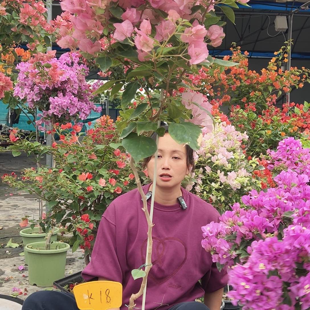 哈***哈大部分花苞少量开放K18暗丽