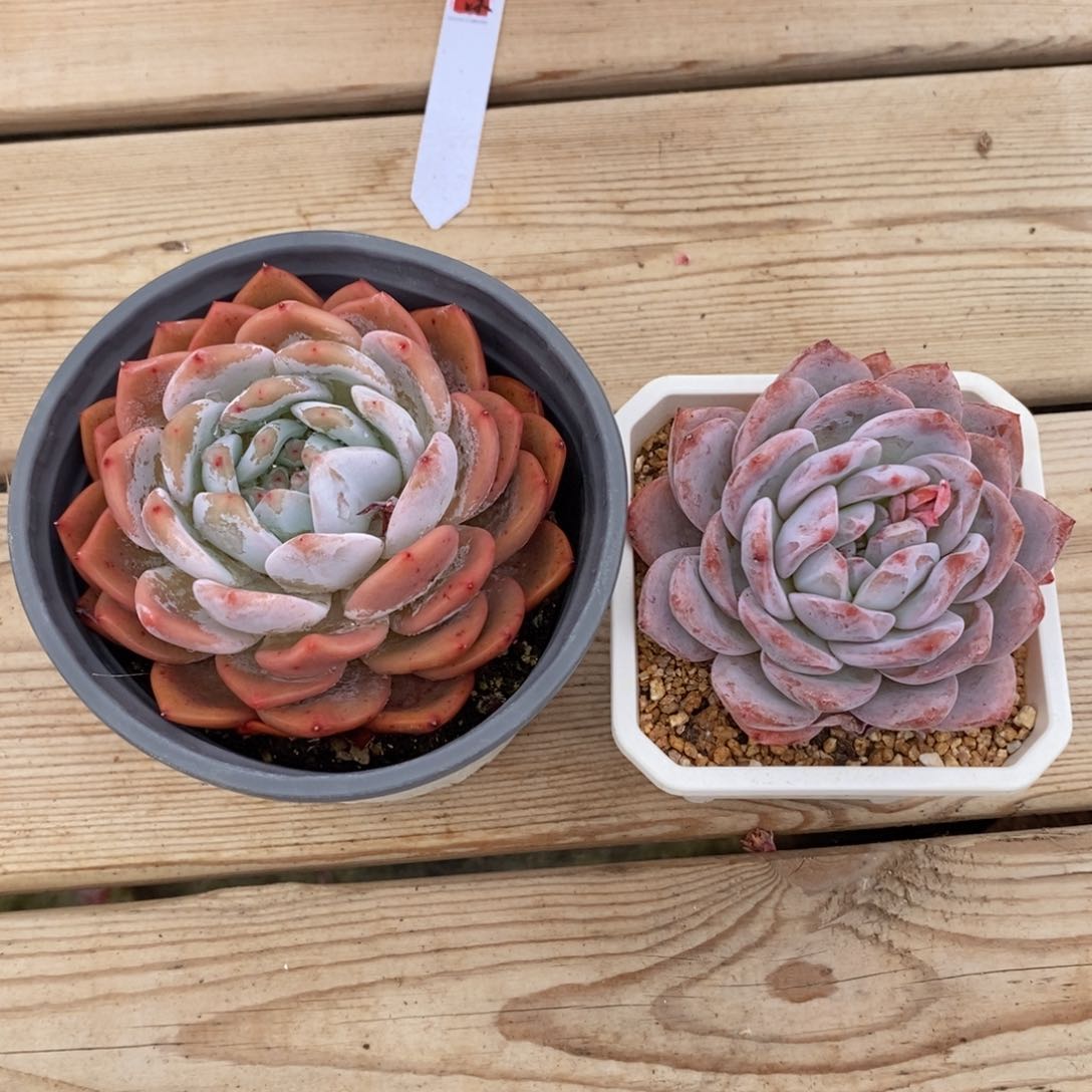 小**学一物一拍精品多肉_