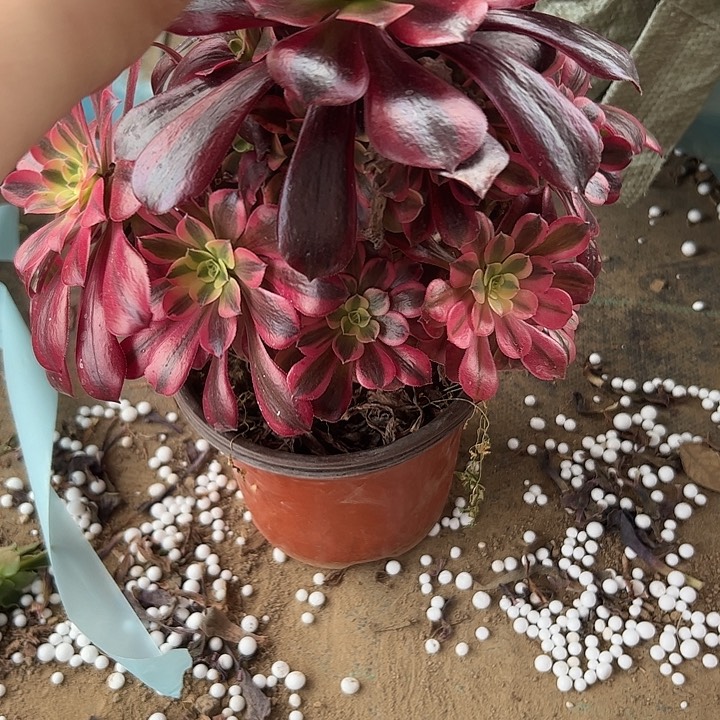 艾*?多肉法师植物链接86