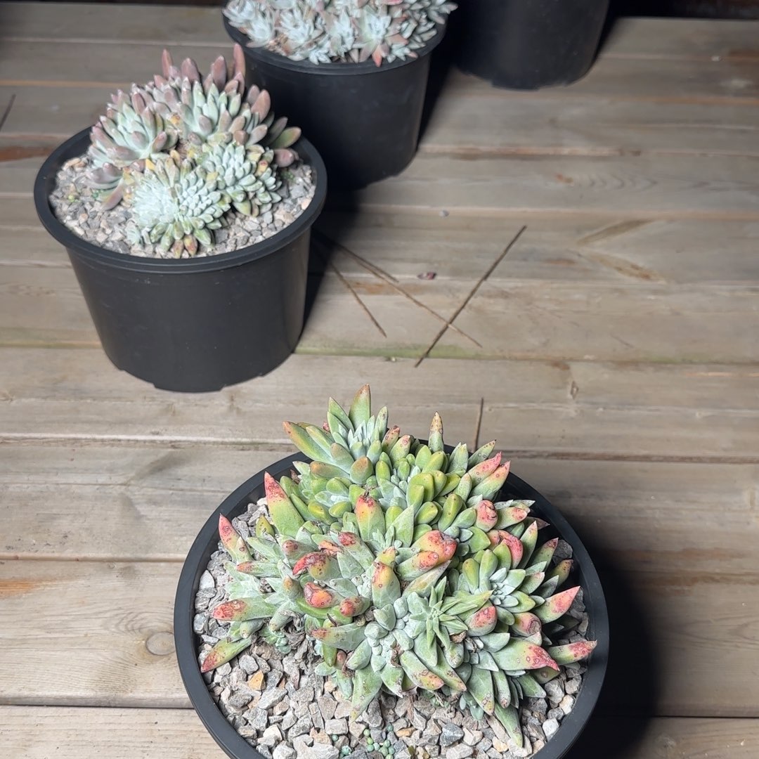 爱*250304307多肉植物仙女杯爱莲