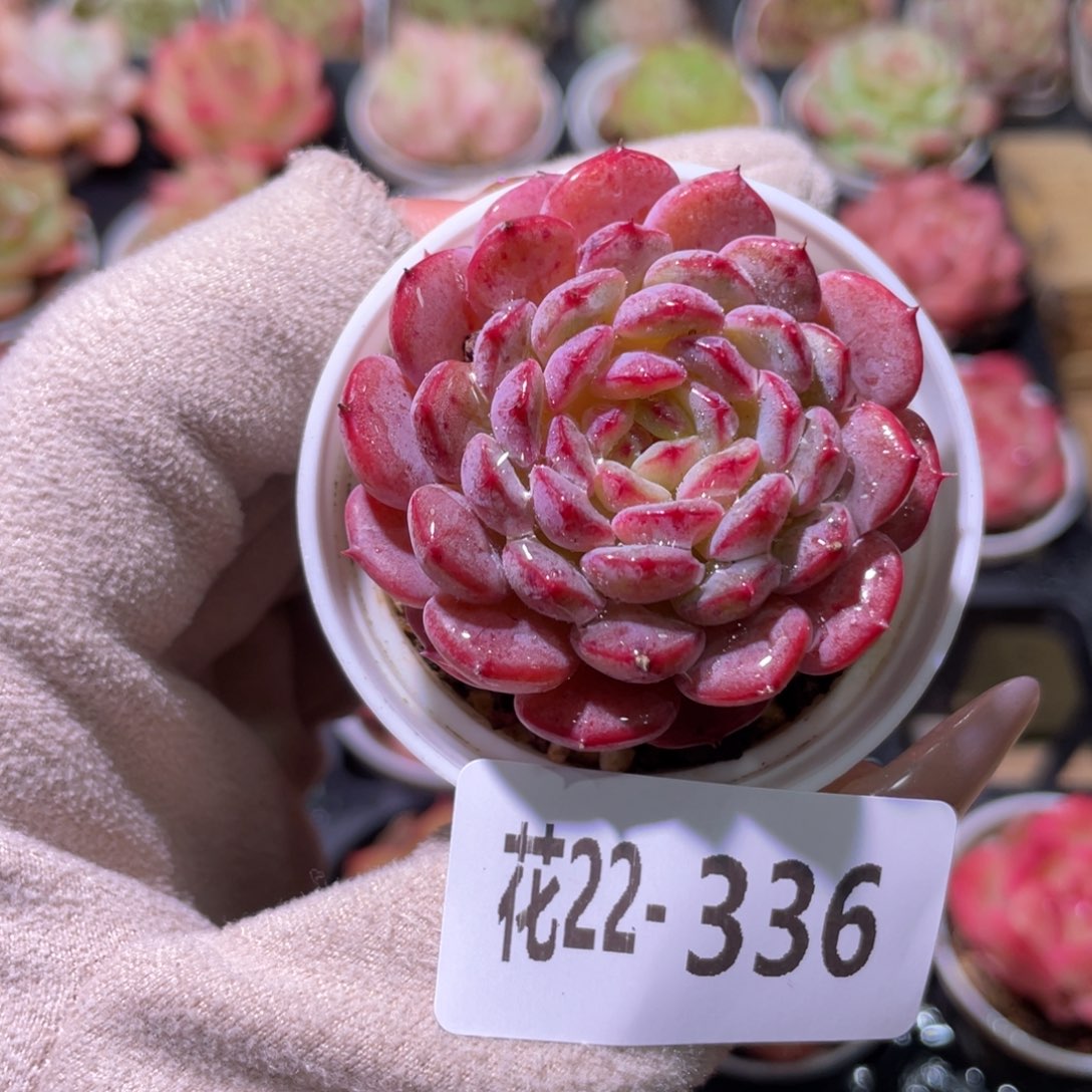 花利美22-336哈尼