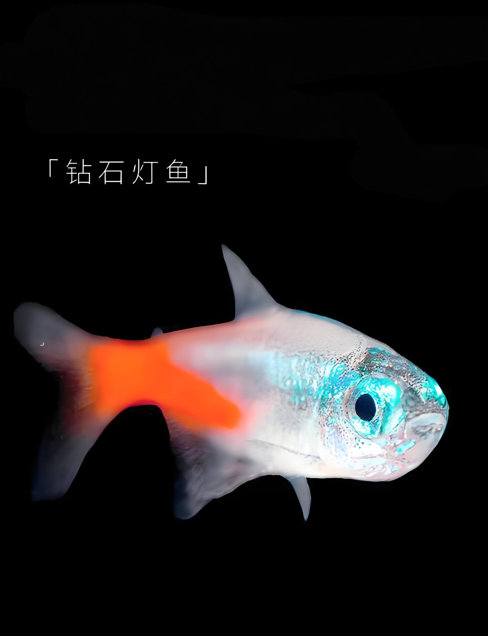 钻石灯小鱼红绿灯宝莲灯南美缸草缸群游鱼鱼批发观赏鱼小型观赏鱼