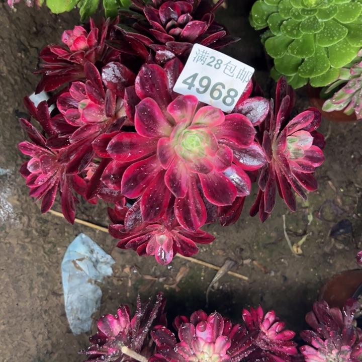 4968婚纱多肉植物有干巴